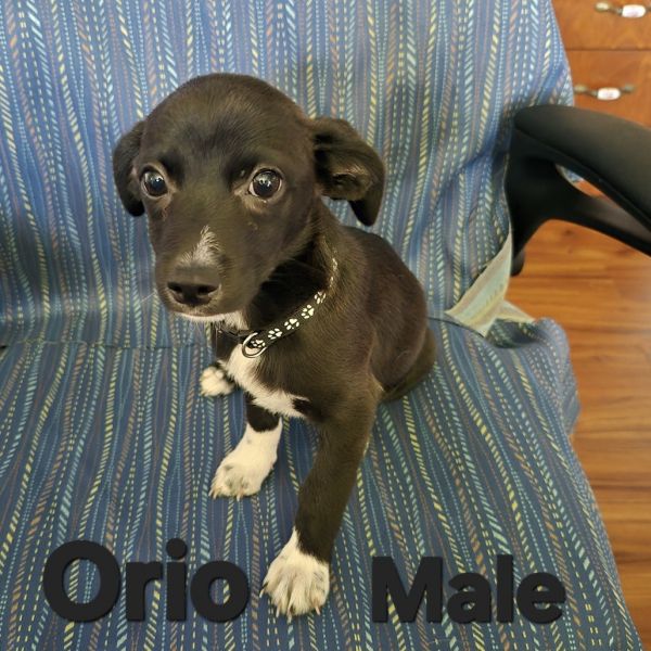 Orio/lupillo