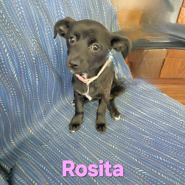 Rosita