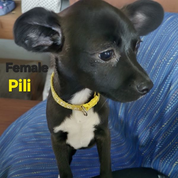 Phili