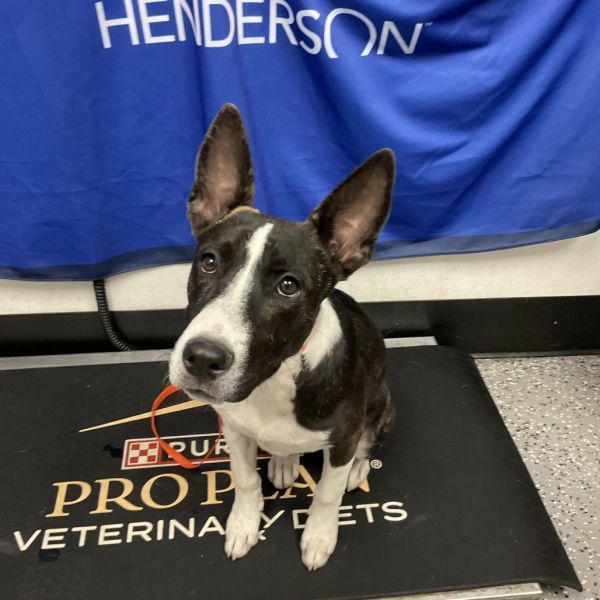 Hacc-stray-
