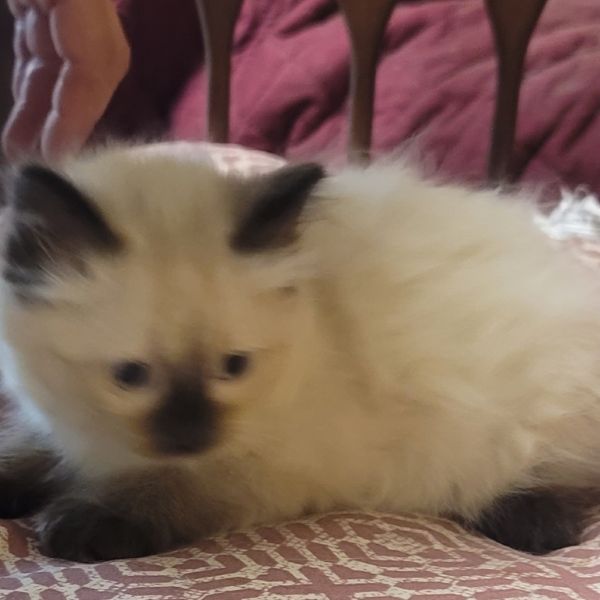 Peppermint