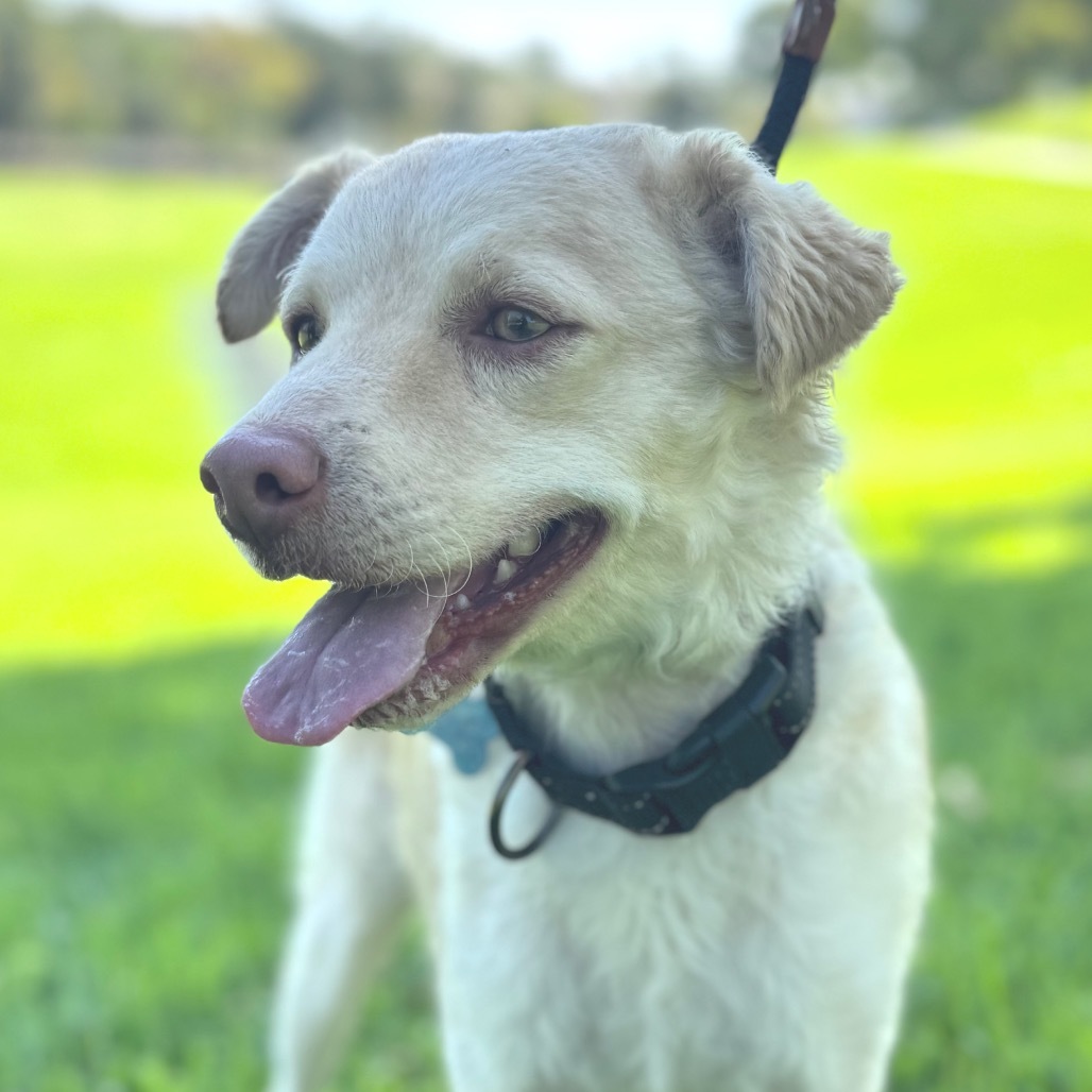 Prince Charlie- Chino Hills Location
