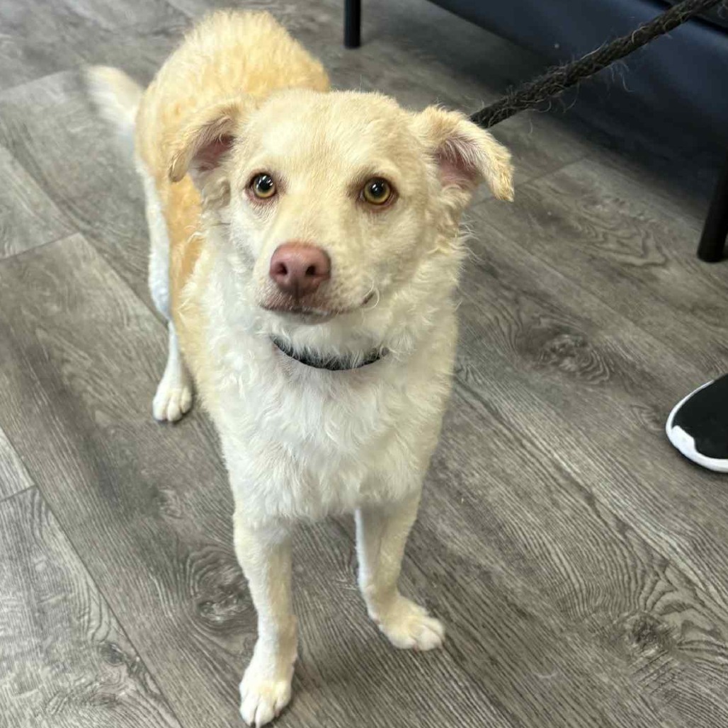 Prince Charlie- Chino Hills Location