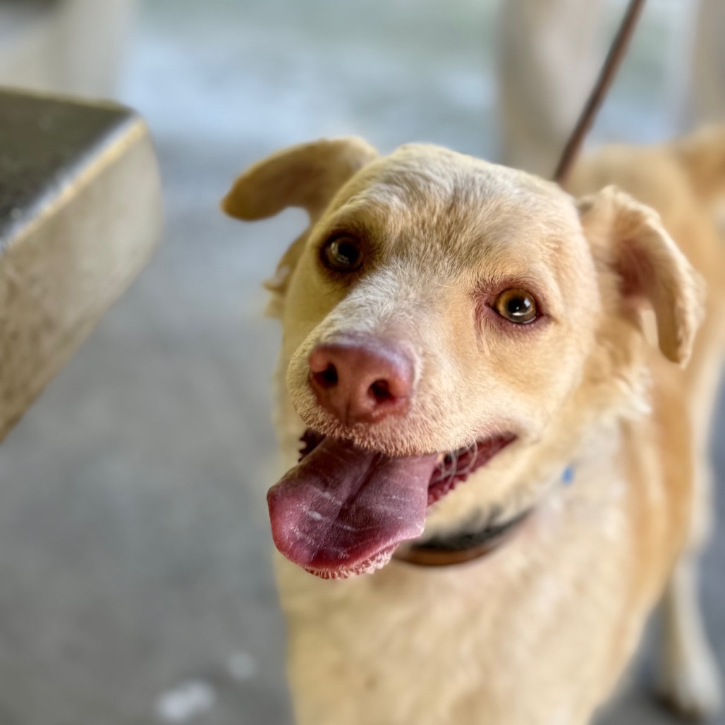 Prince Charlie- Chino Hills Location
