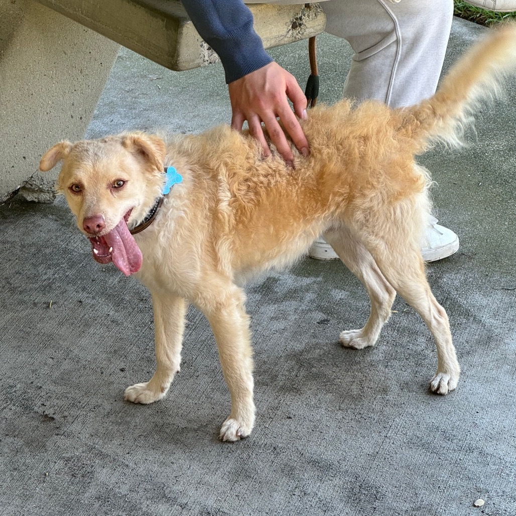 Prince Charlie- Chino Hills Location