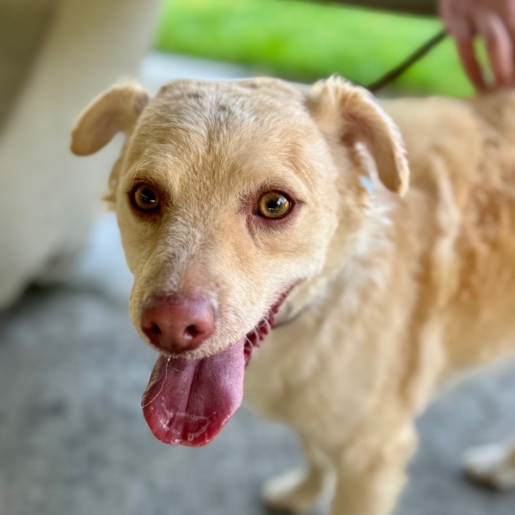 Prince Charlie- Chino Hills Location