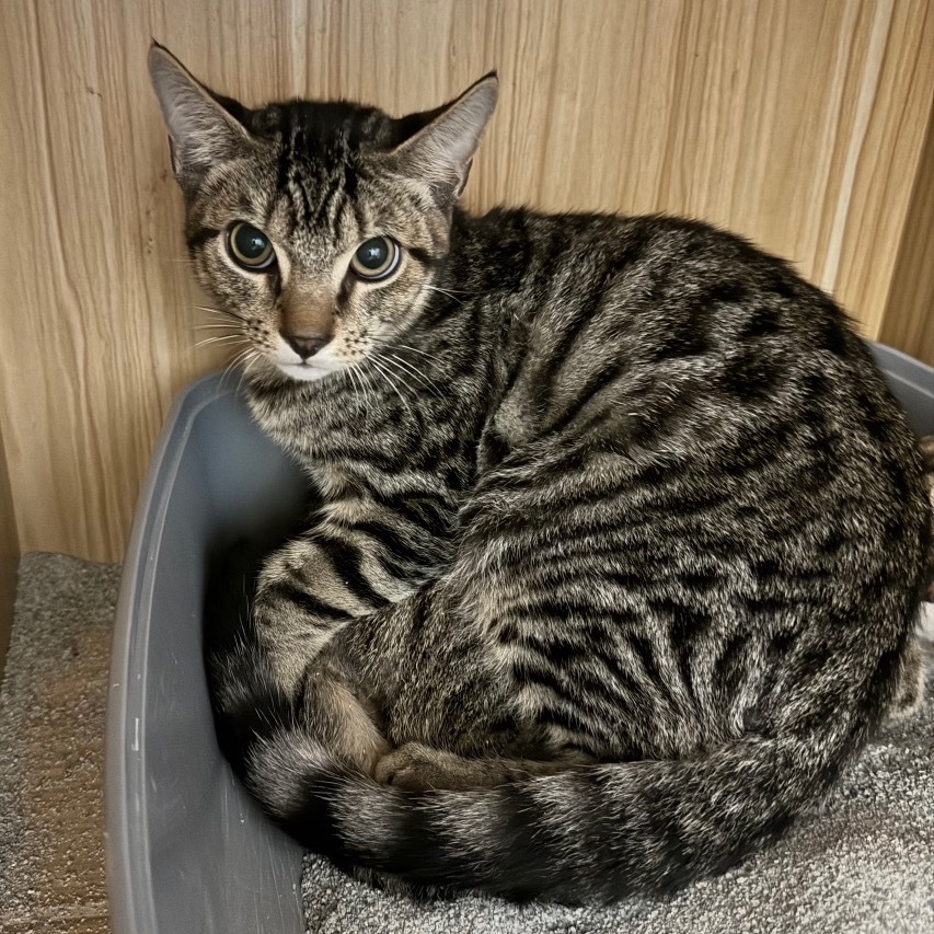 Felix - Claremont Location