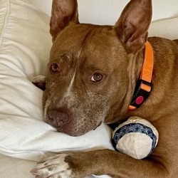 Tyson
