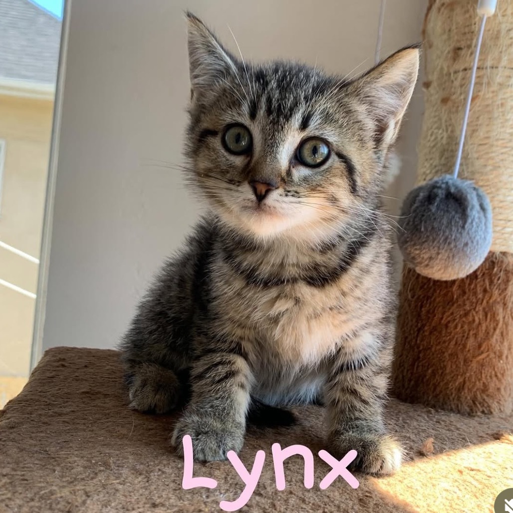 Lynx