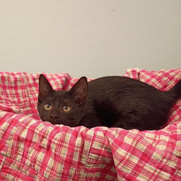 Nico