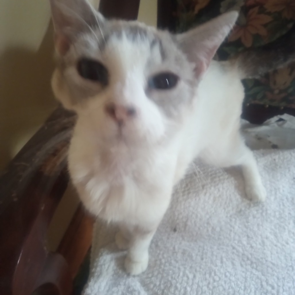 Isis, an adoptable Ragdoll, Siamese in Kingman, KS, 67068 | Photo Image 1