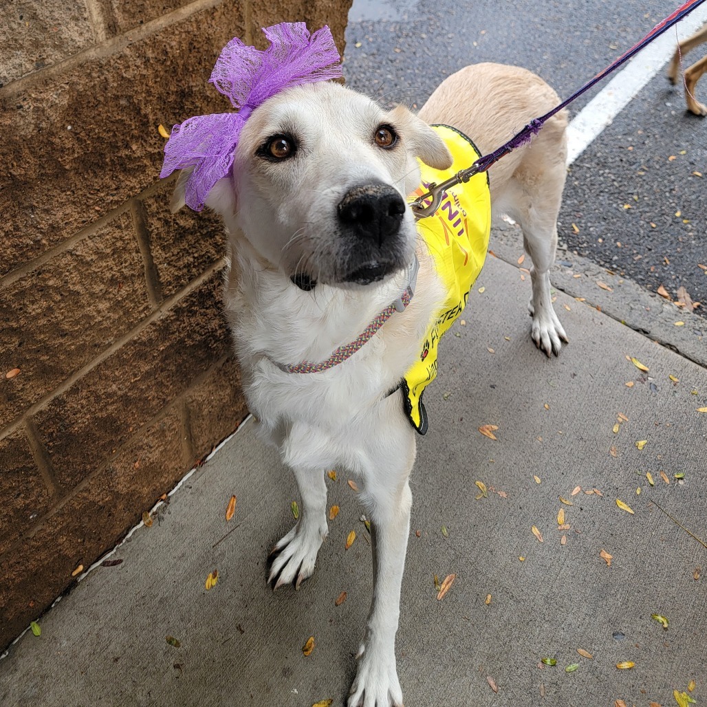Fratelli, an adoptable Mixed Breed in Moab, UT, 84532 | Photo Image 1