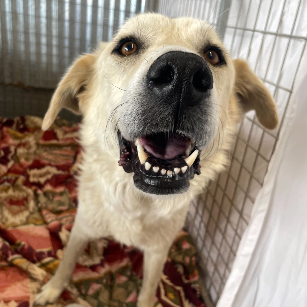 Fratelli, an adoptable Mixed Breed in Moab, UT, 84532 | Photo Image 2