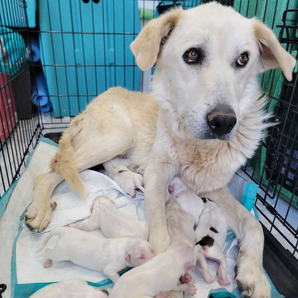 Fratelli, an adoptable Mixed Breed in Moab, UT, 84532 | Photo Image 3