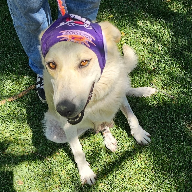 Fratelli, an adoptable Mixed Breed in Moab, UT, 84532 | Photo Image 4