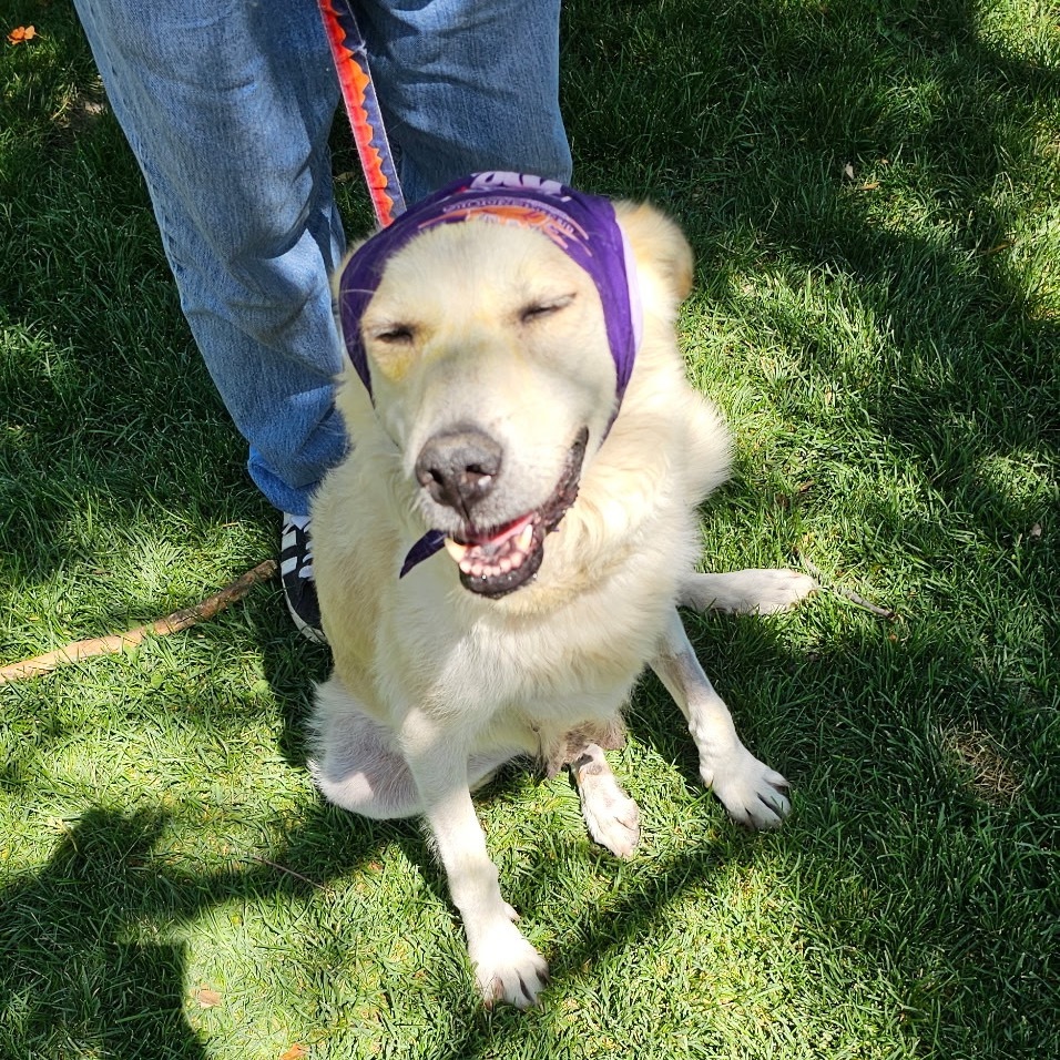 Fratelli, an adoptable Mixed Breed in Moab, UT, 84532 | Photo Image 5