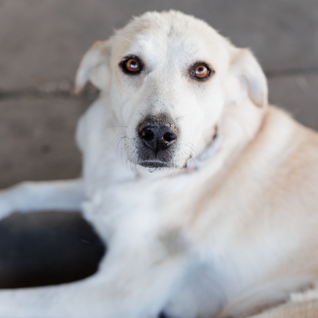 Fratelli, an adoptable Mixed Breed in Moab, UT, 84532 | Photo Image 6