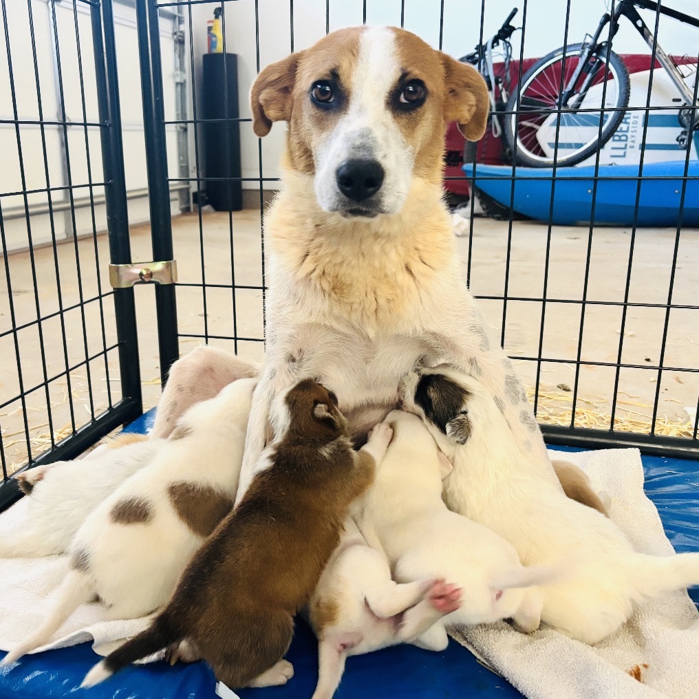 Plantain, an adoptable Mixed Breed in Moab, UT, 84532 | Photo Image 1