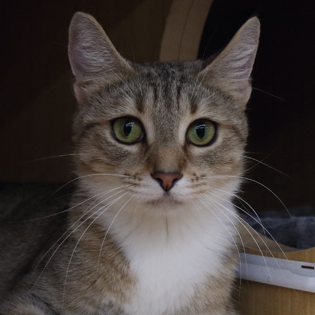 Fiona Hyattsville