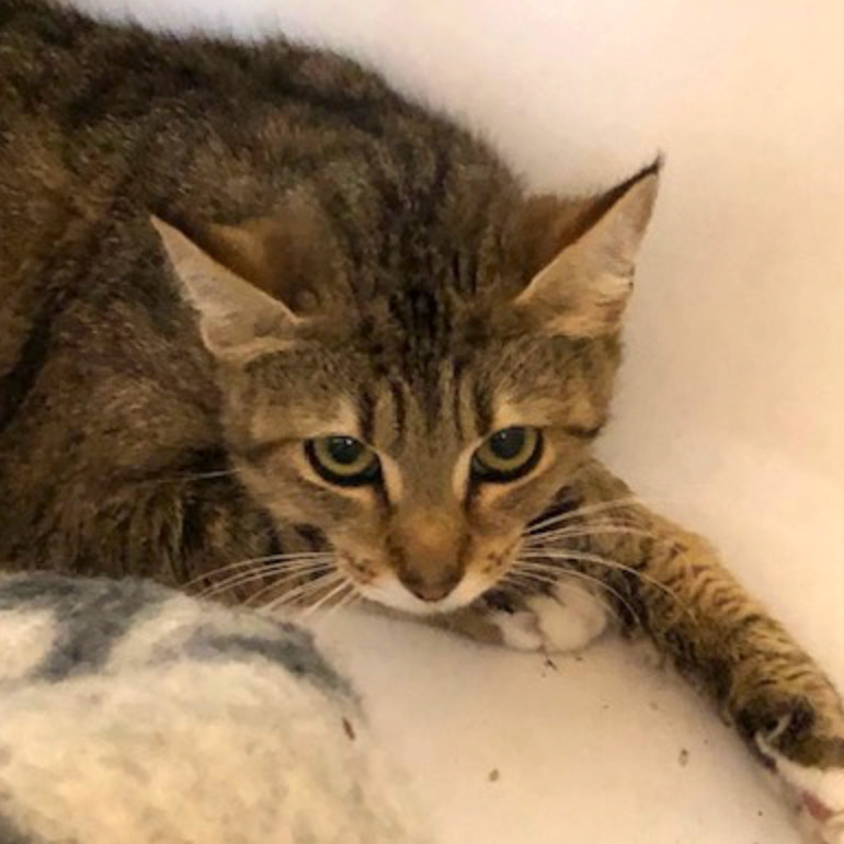 Fiona Hyattsville