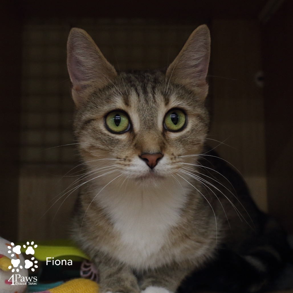 Fiona Hyattsville