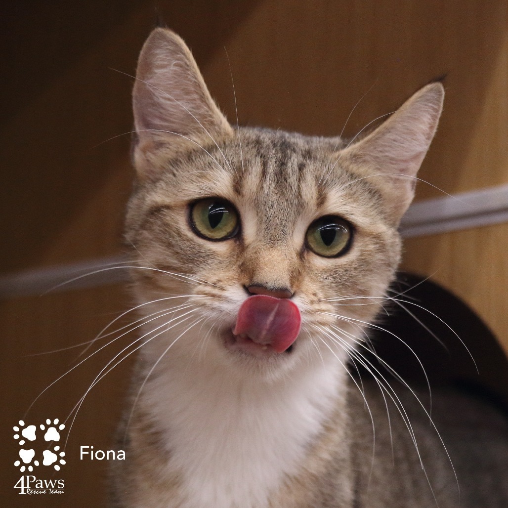 Fiona Hyattsville