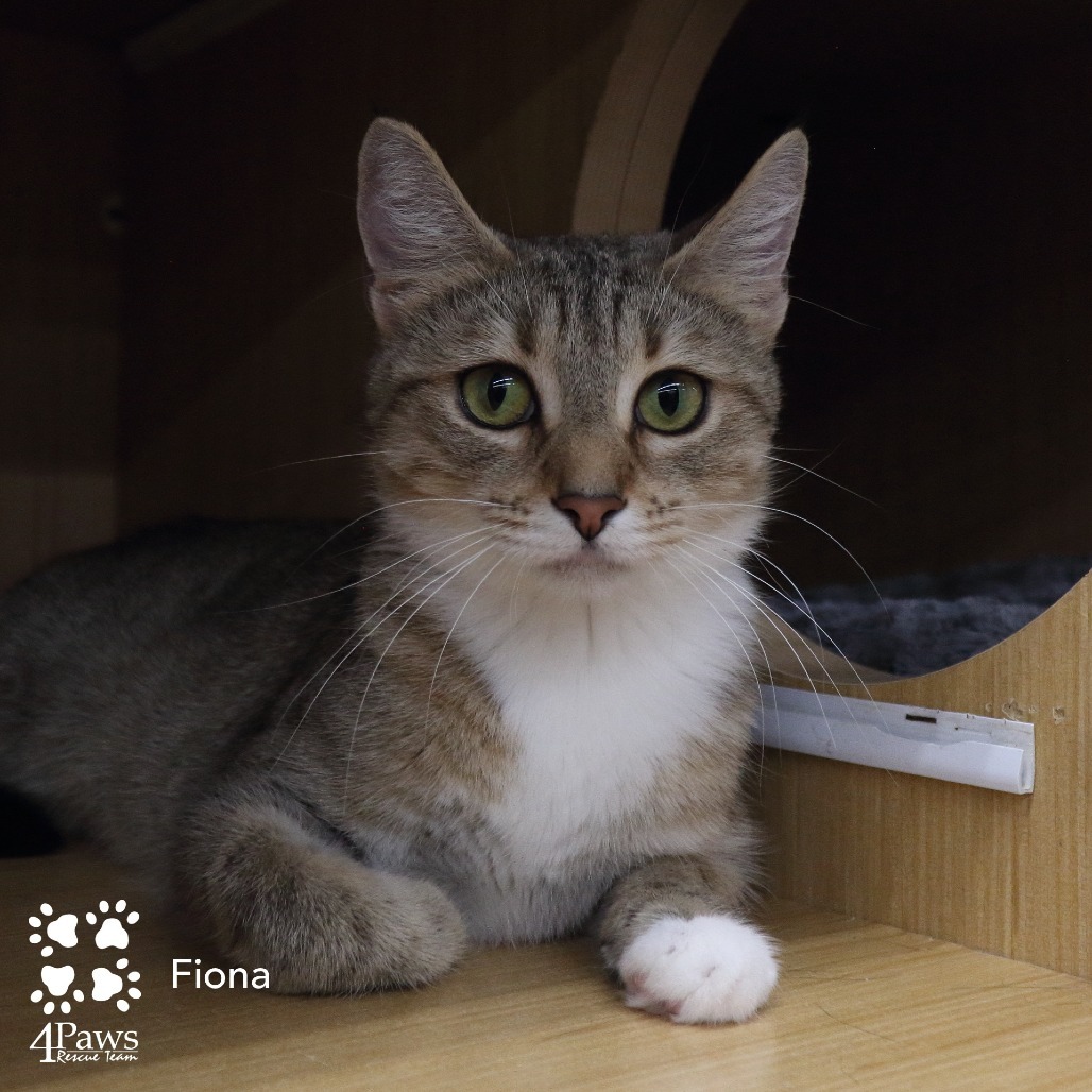 Fiona Hyattsville
