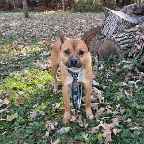 Brawn, an adoptable Jindo, Mixed Breed in Northbrook, IL, 60062 | Photo Image 1