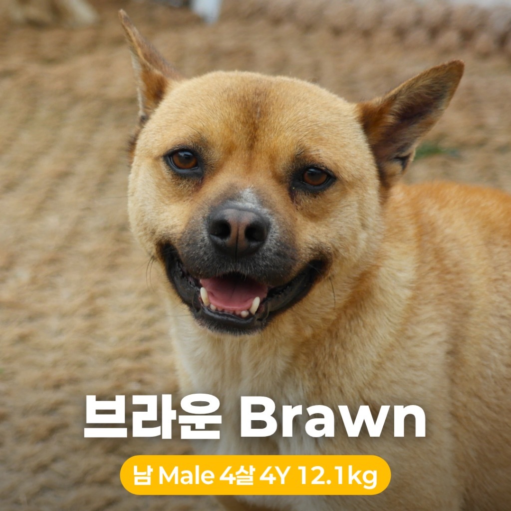 Brawn, an adoptable Jindo, Mixed Breed in Northbrook, IL, 60062 | Photo Image 2