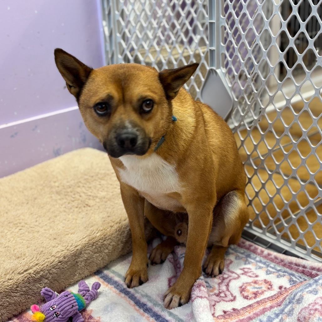 Brawn, an adoptable Jindo, Mixed Breed in Northbrook, IL, 60062 | Photo Image 3