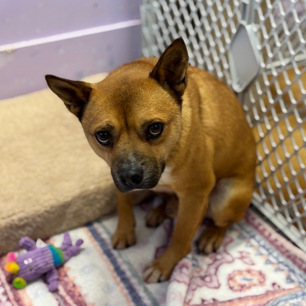 Brawn, an adoptable Jindo, Mixed Breed in Northbrook, IL, 60062 | Photo Image 4