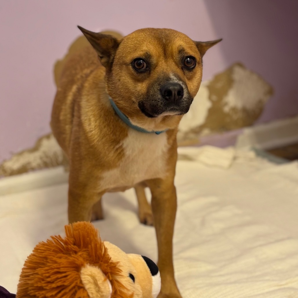 Brawn, an adoptable Jindo, Mixed Breed in Northbrook, IL, 60062 | Photo Image 5