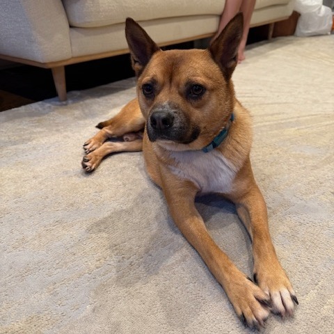 Brawn, an adoptable Jindo, Mixed Breed in Northbrook, IL, 60062 | Photo Image 6