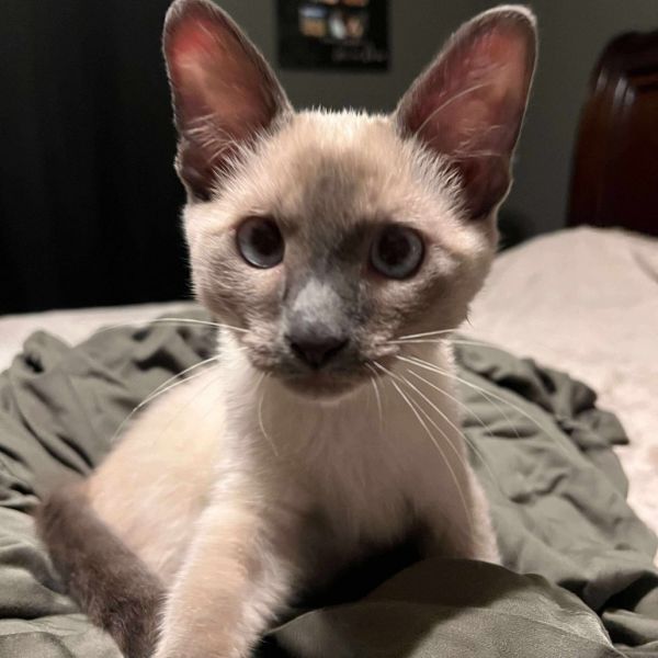 Dali