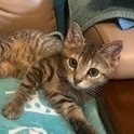 Gracie