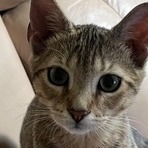 Gracie