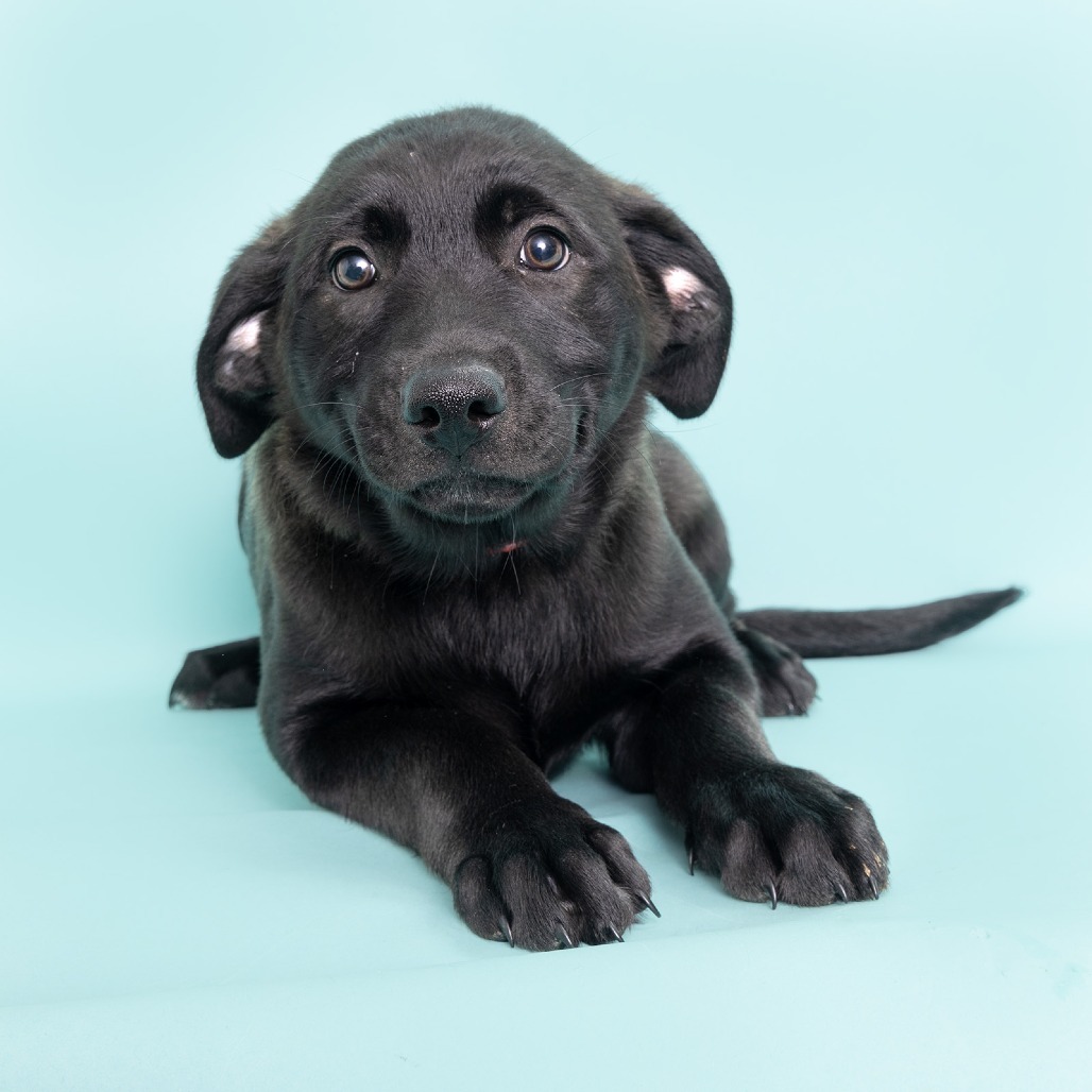 Purina (brown)