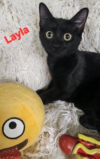 Layla