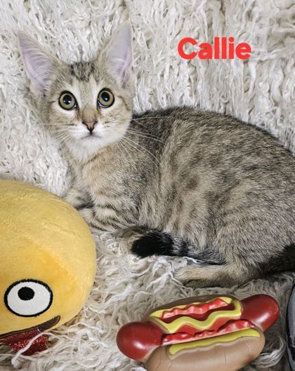 Callie