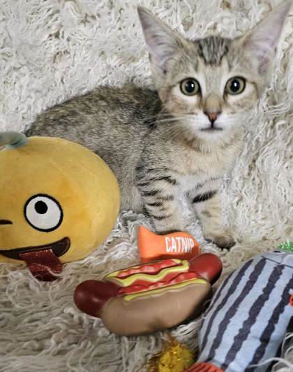 Callie thumbnail 2