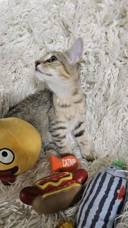 Callie thumbnail 3