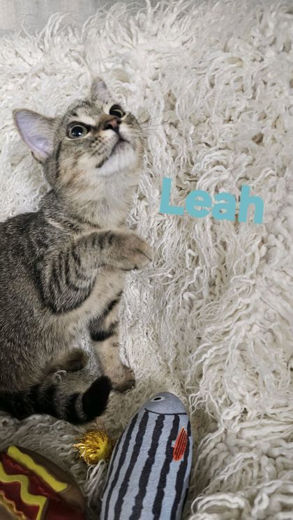 Leah