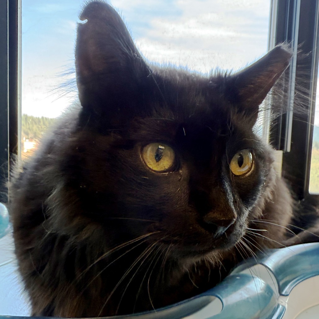 Mr. Meowgi, an adoptable Domestic Medium Hair in Pagosa Springs, CO, 81147 | Photo Image 1