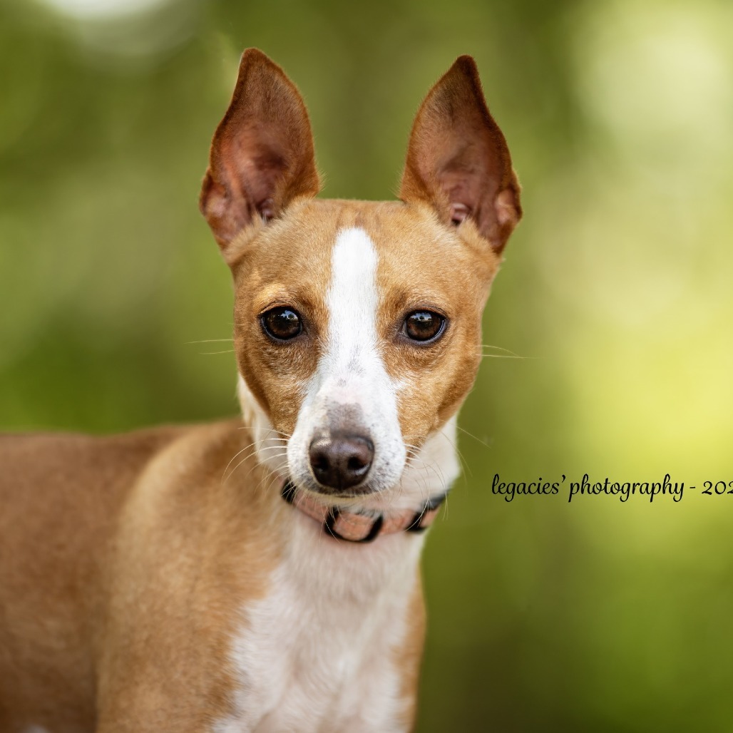 Finnegan