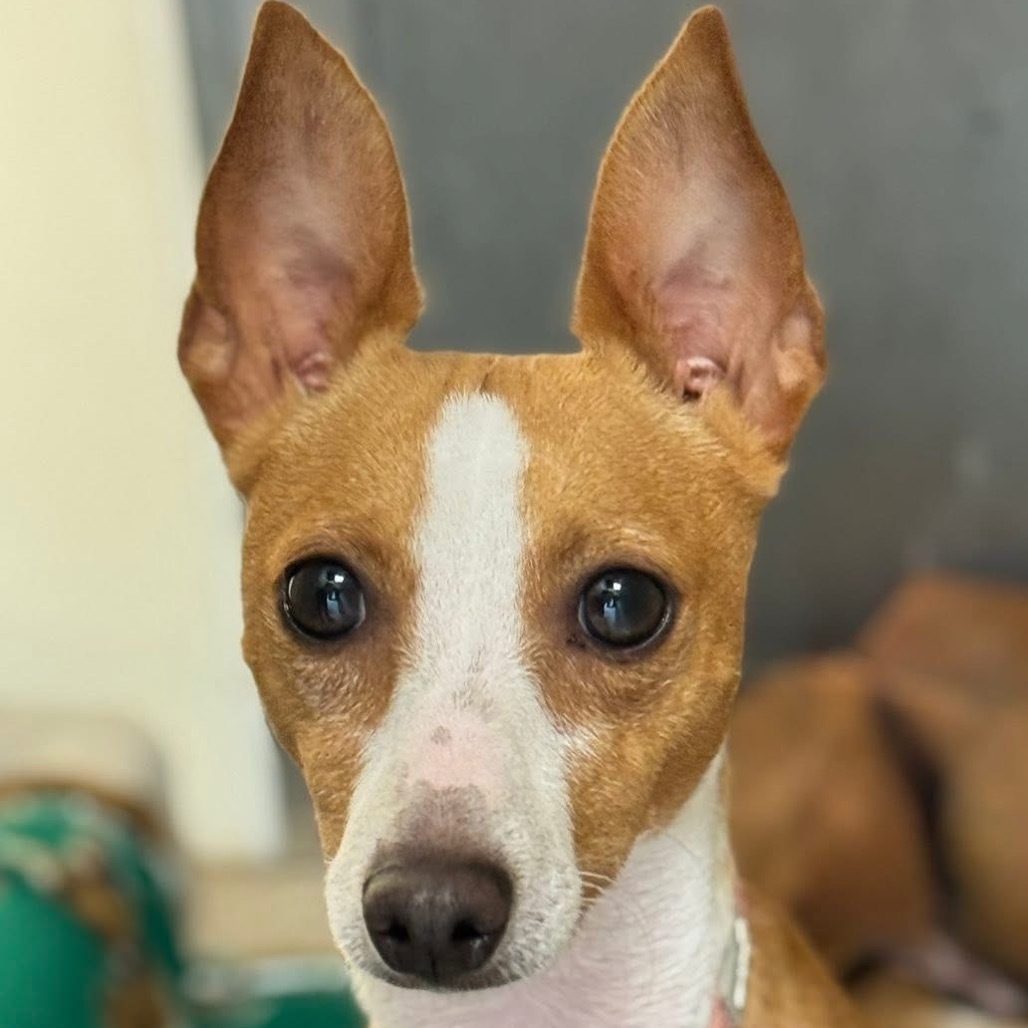 Finnegan
