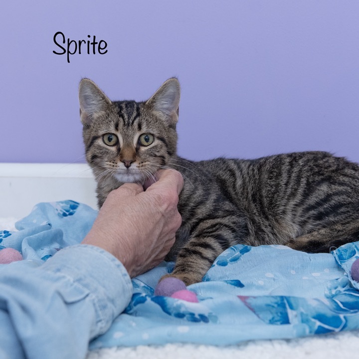 Sprite