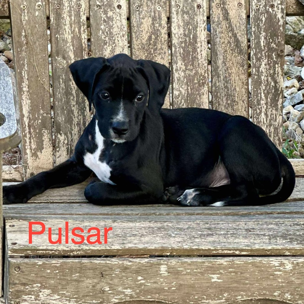 Pulsar
