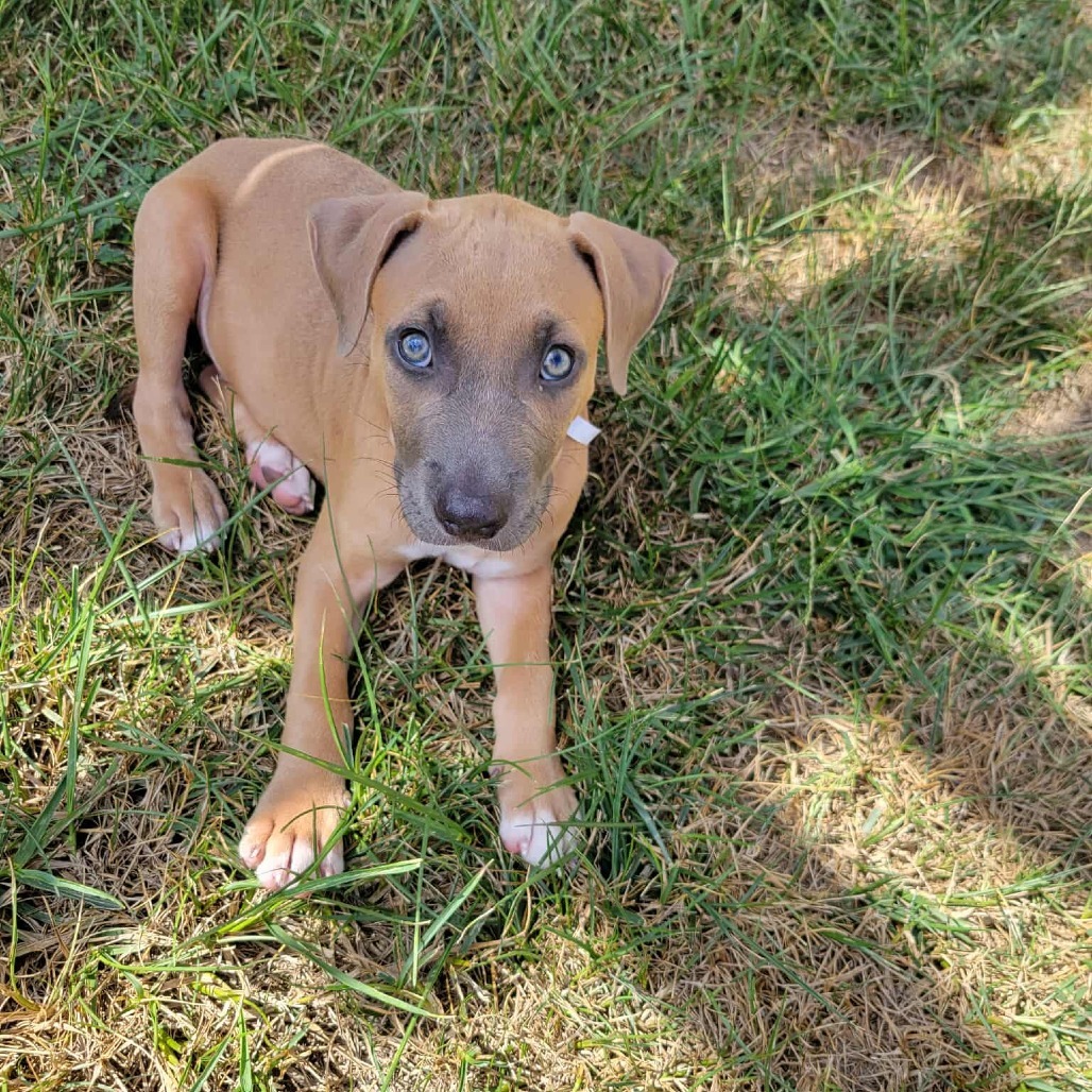 Rufus