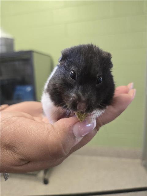 OREO