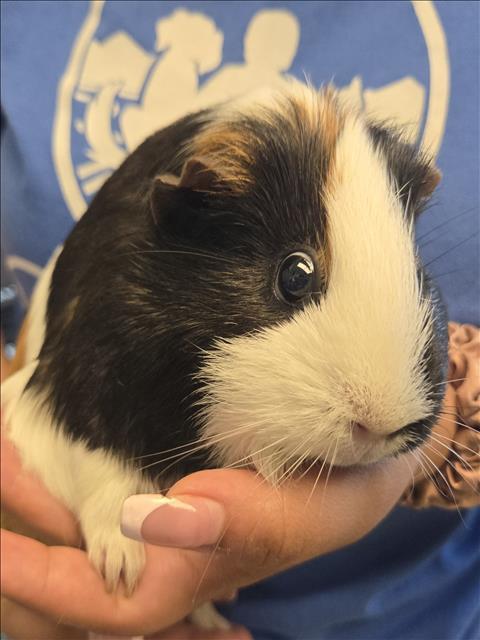 ROSIE